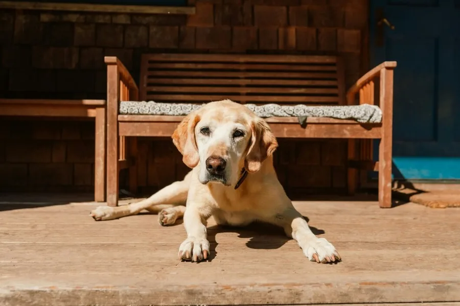 Relaxed Labrador lying on a sunny porch