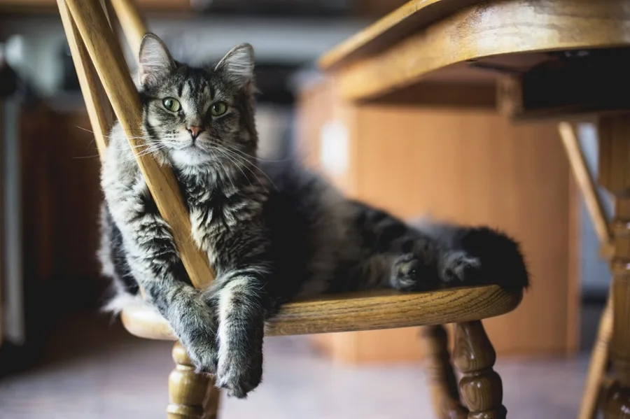 Tabby cat lounging on a wooden chair